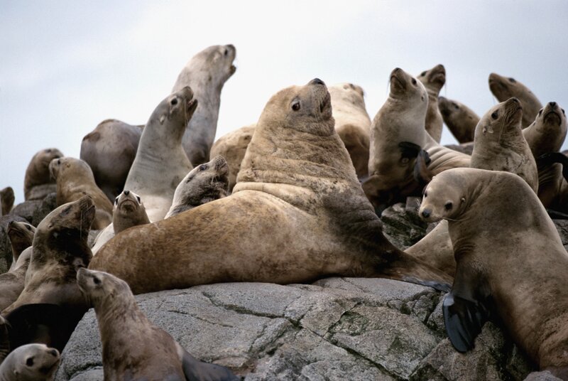 Seal colony on rocky shore