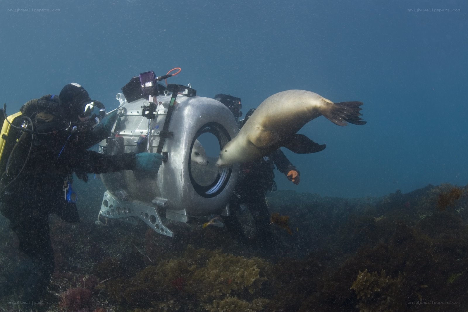 Seal curiously inspects underwater camera