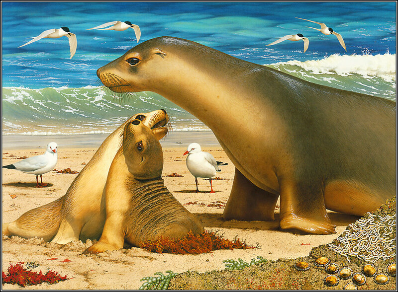 Seal Family on Beach