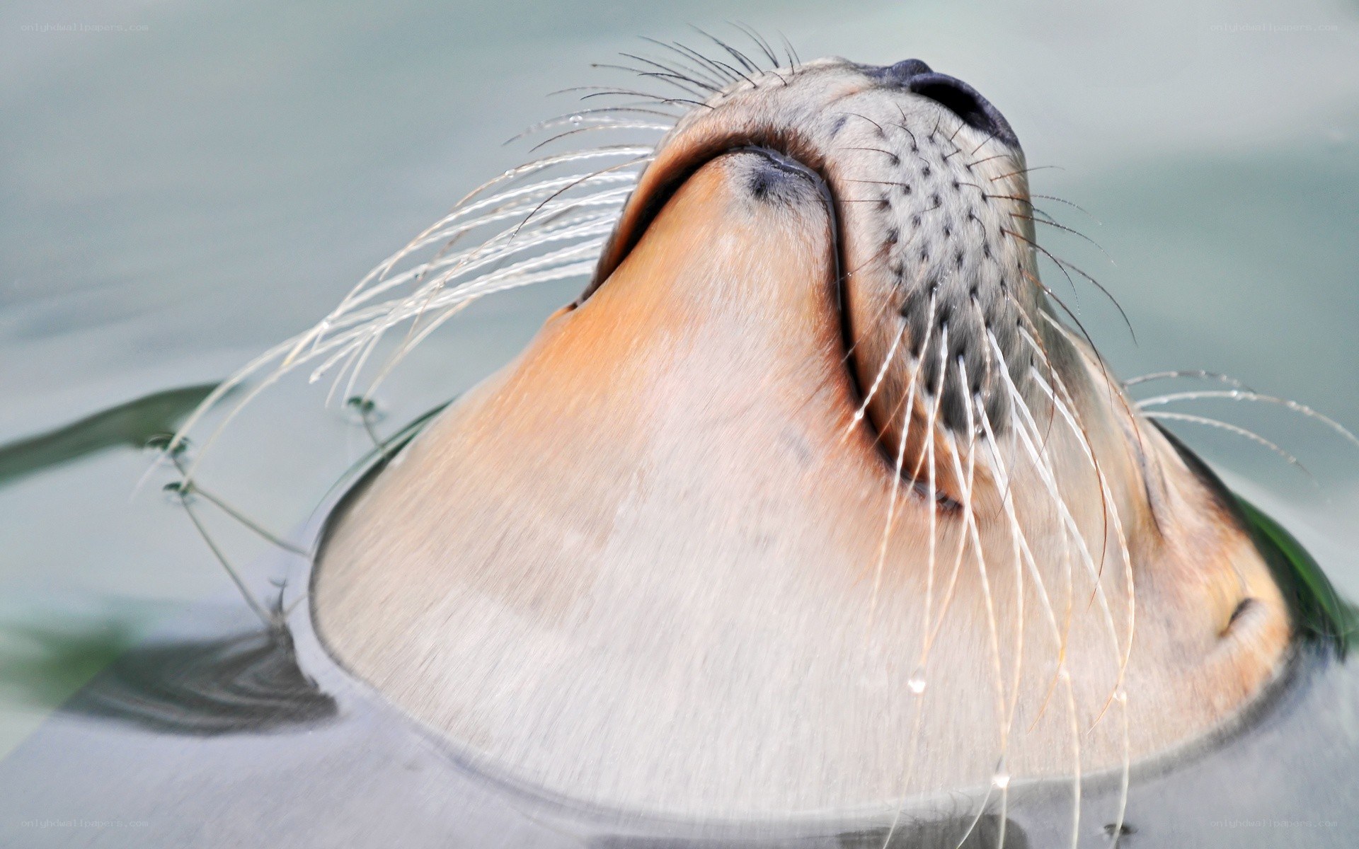 seal head above water