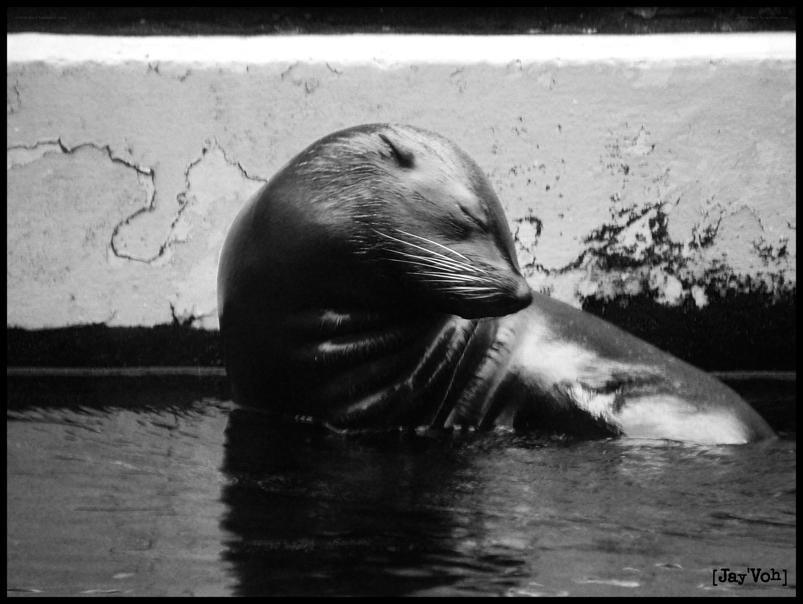 Seal in a pool