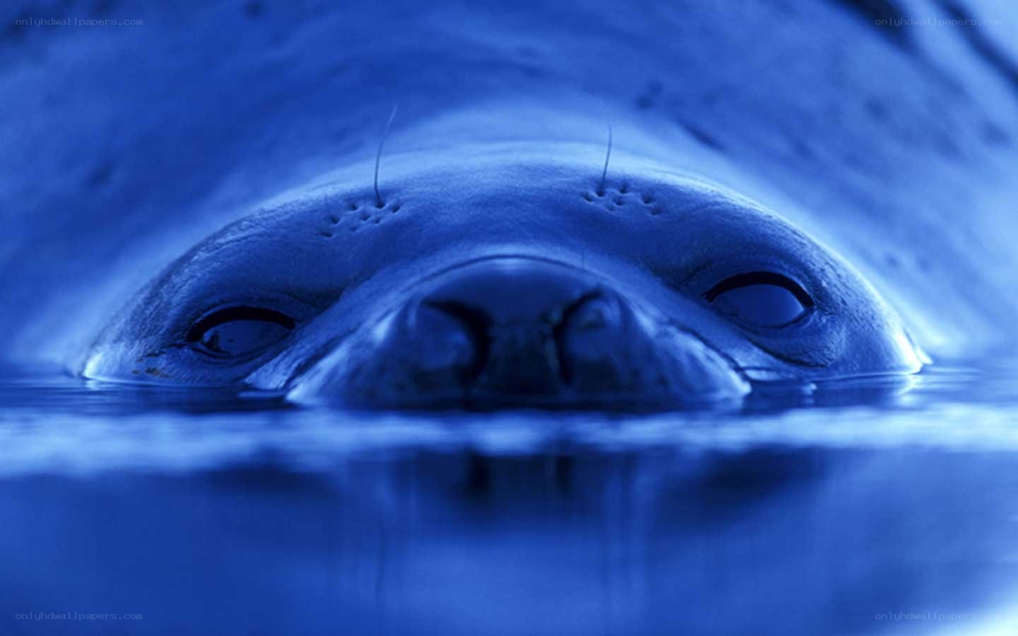 seal in blue water