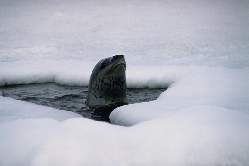 seal in icy water