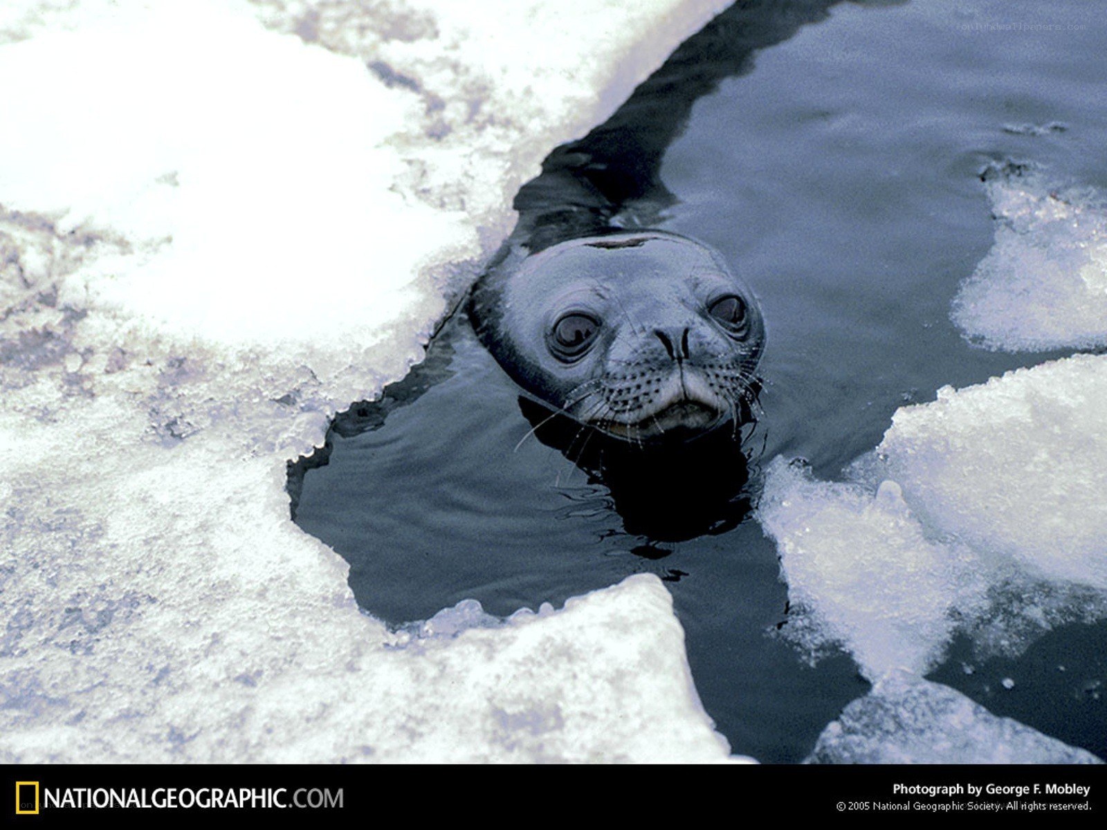 Seal in icy water