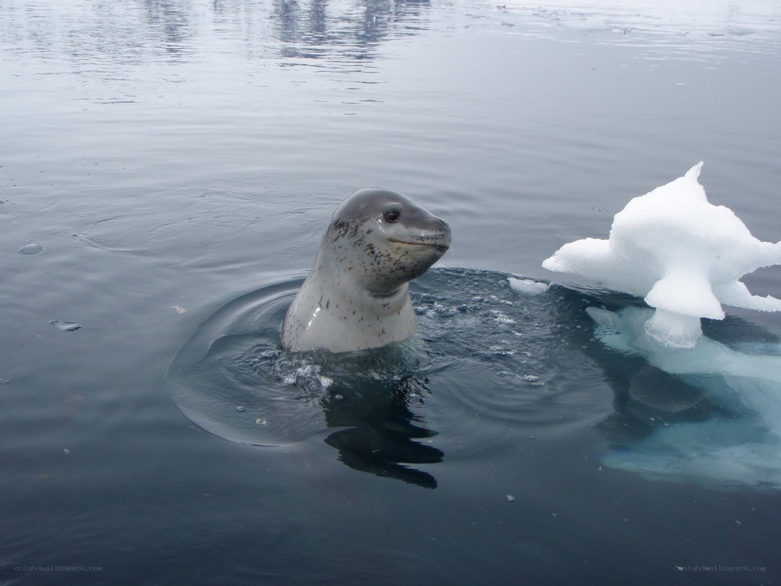 Seal in icy water