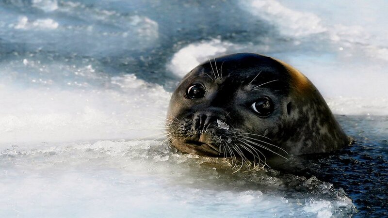 Seal in Icy Water — White