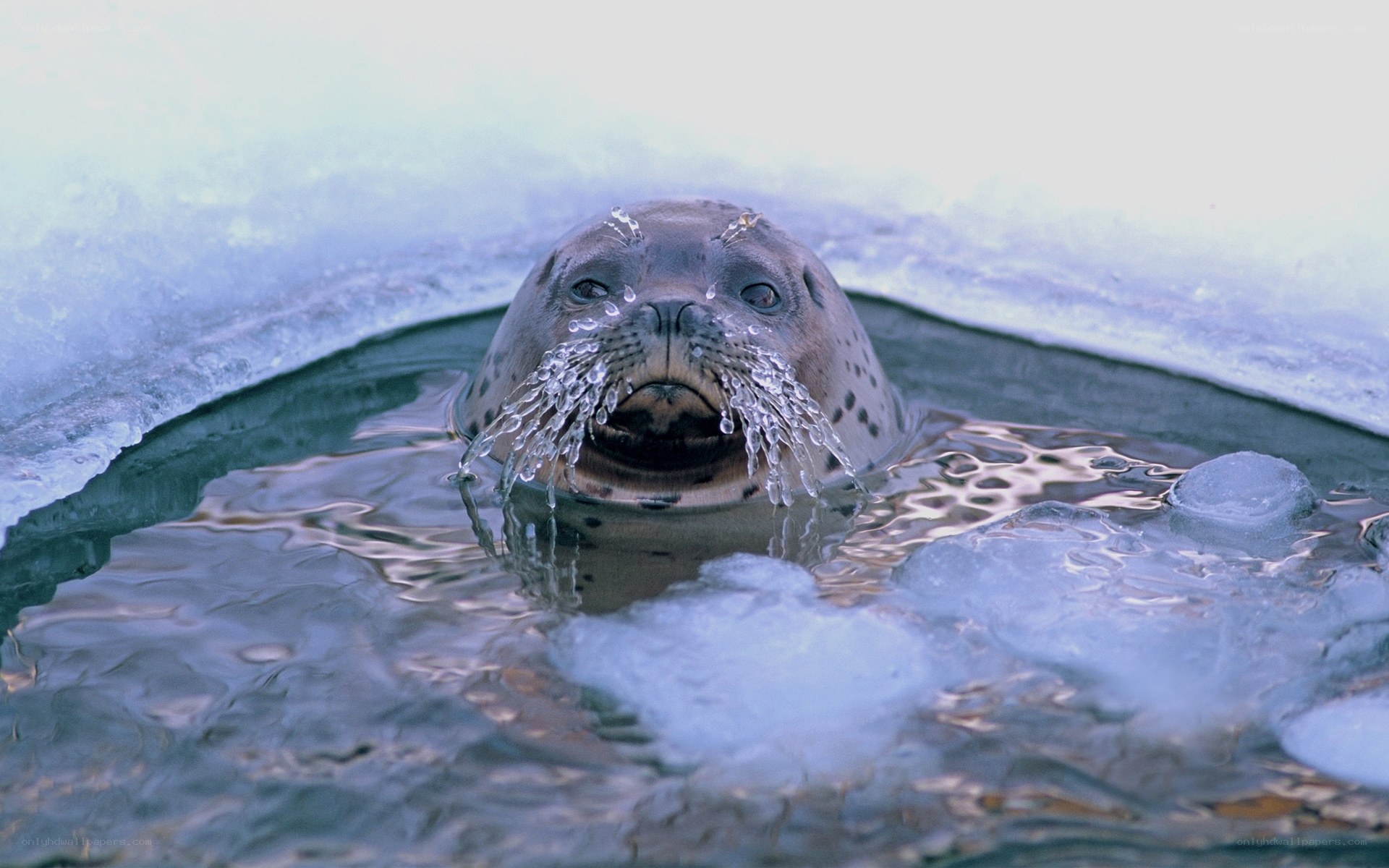 Seal in icy water