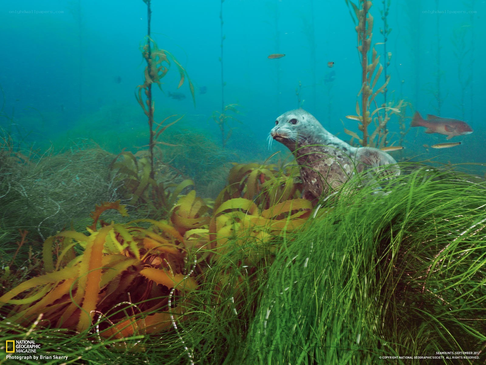 Seal in kelp forest