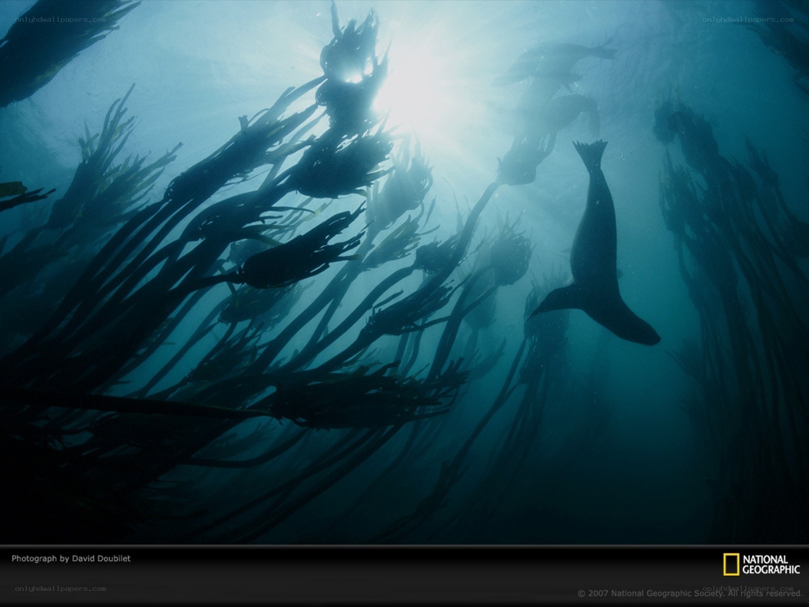 Seal in kelp forest