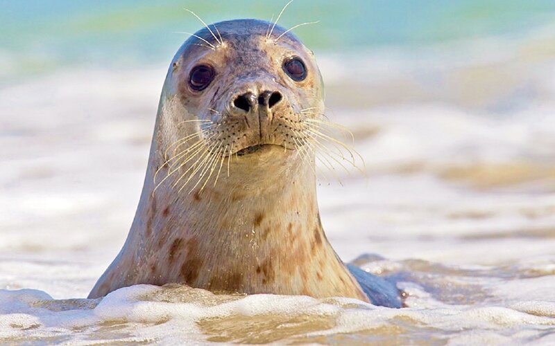 Seal in Ocean Water