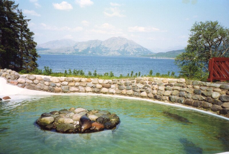 Seal in Pool