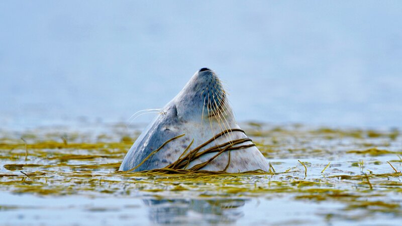 Seal in Seaweed