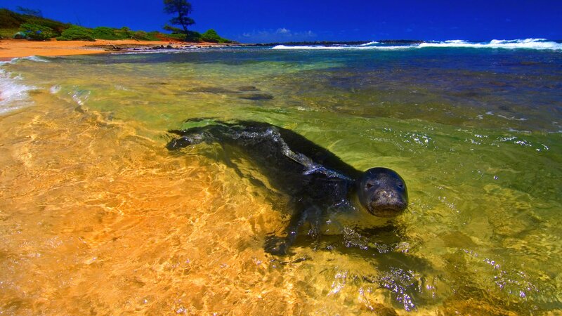 Seal in shallow ocean water