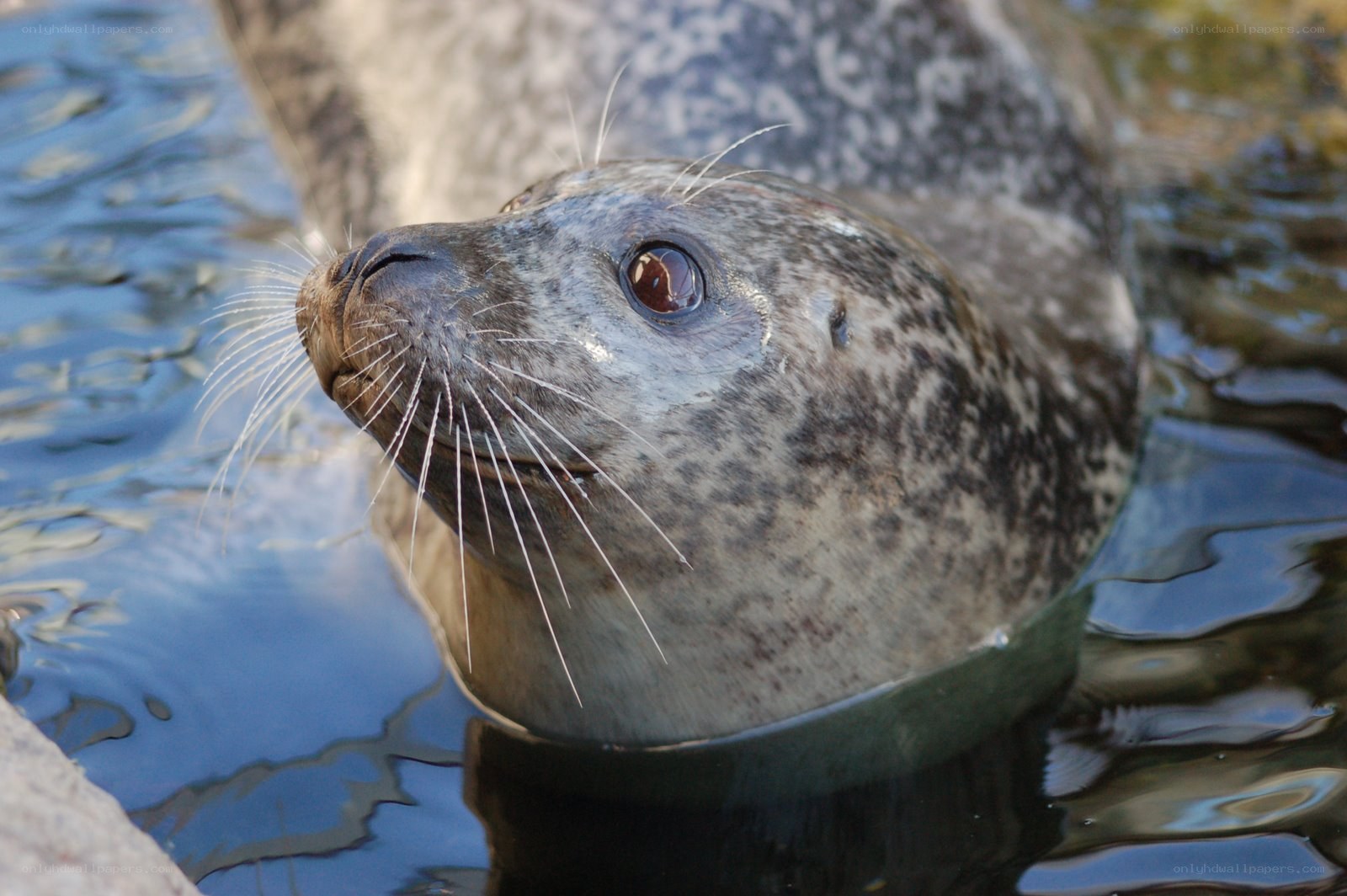 seal in the water