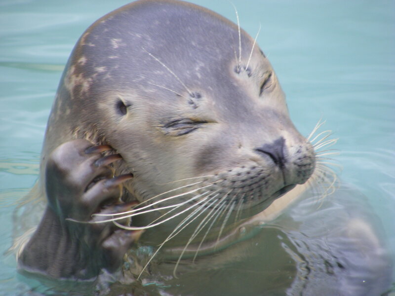 Seal in the water