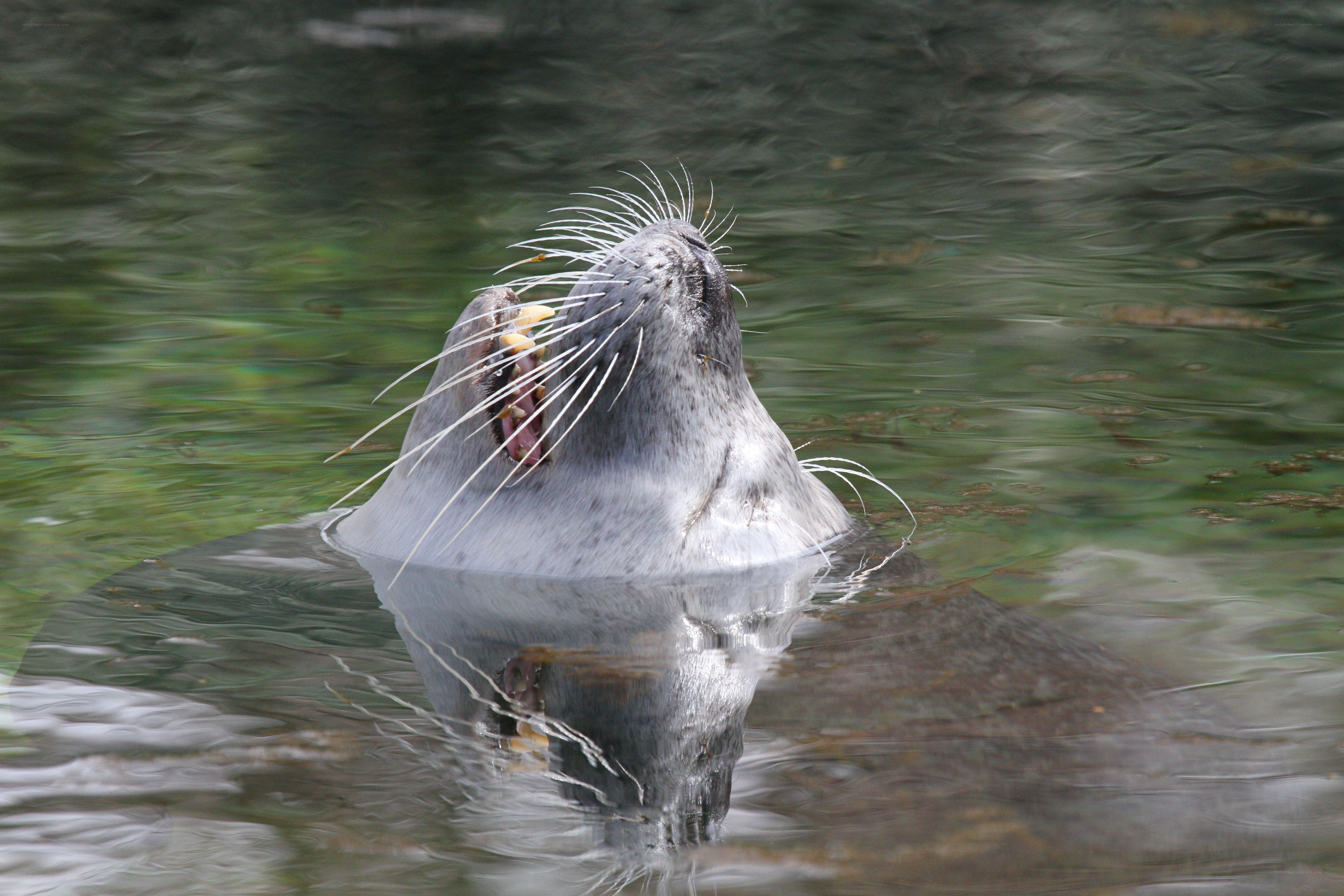 Seal in the water