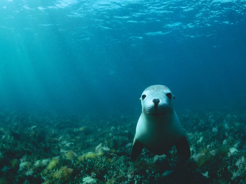 Seal in underwater environment