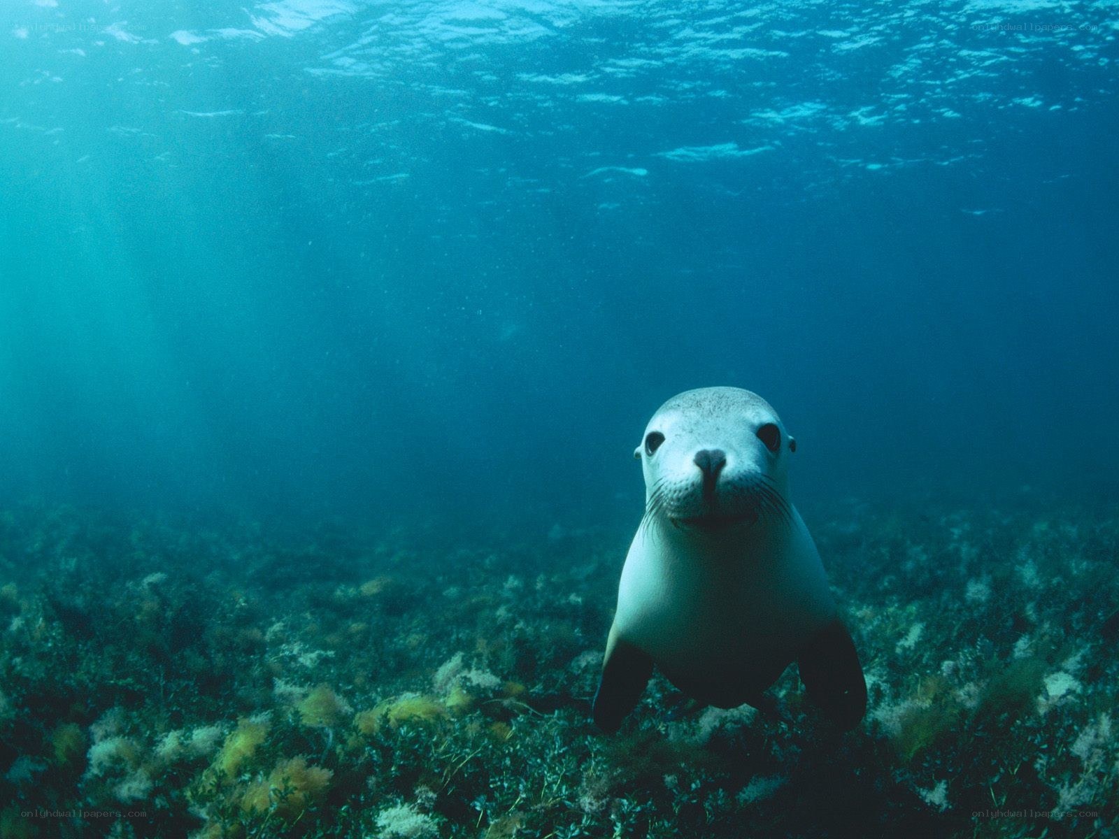 Seal in underwater environment