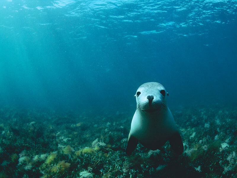 Seal in underwater scene