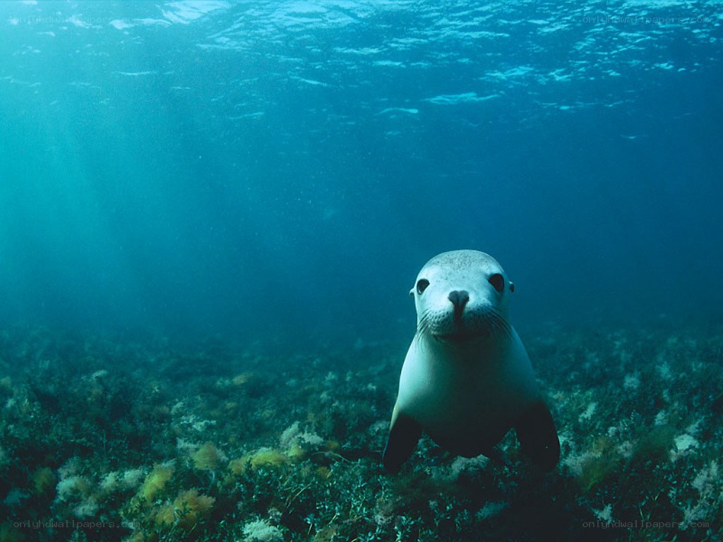 Seal in underwater scene