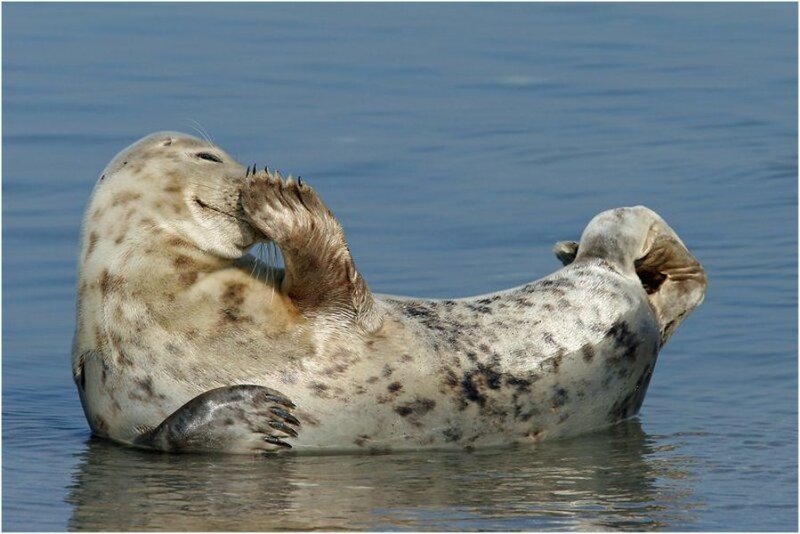 Seal in Water — Blue