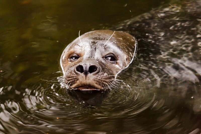 Seal in Water — Brown