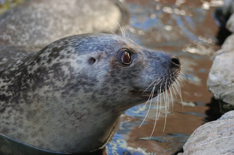 seal in water near rocks