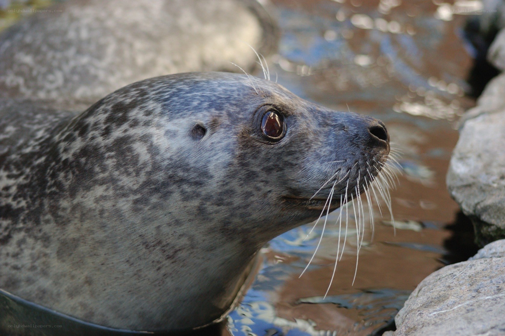 seal in water near rocks