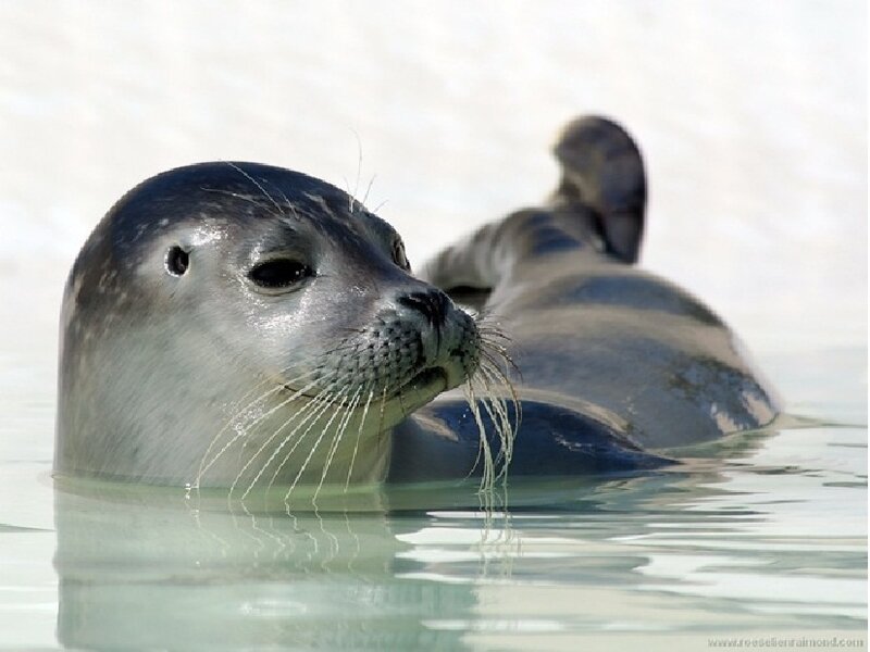 Seal in Water