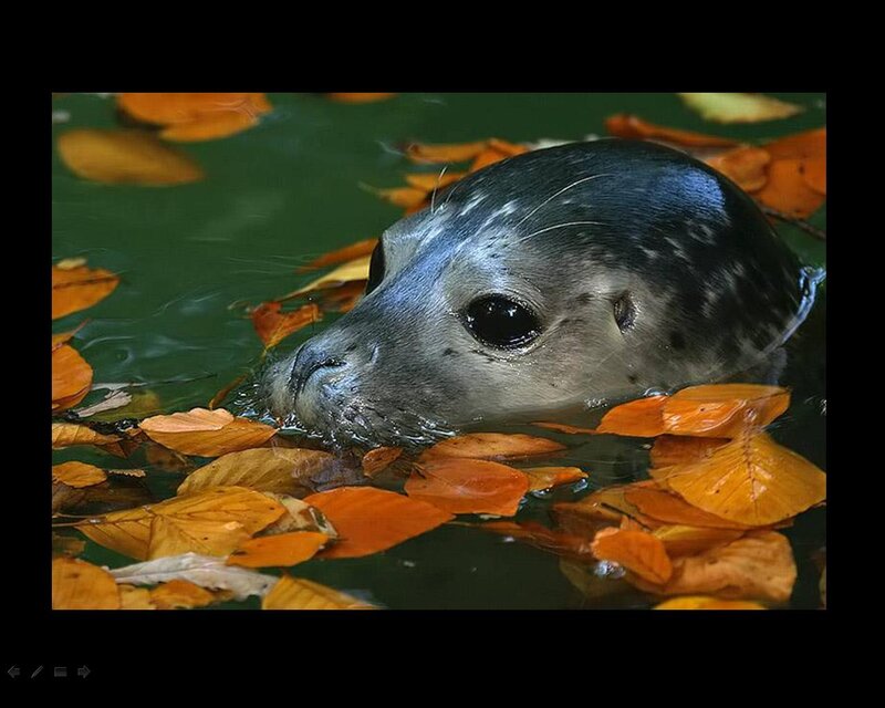 Seal in Water with Leaves
