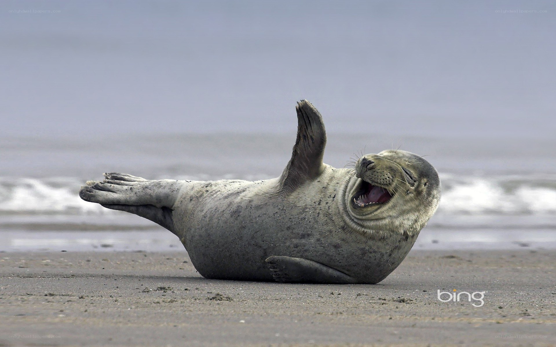 Seal laughing on the beach