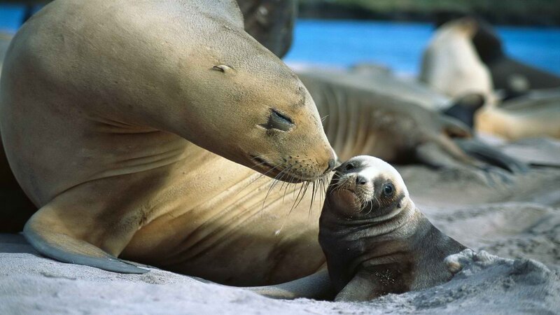 Seal mother and pup on beach