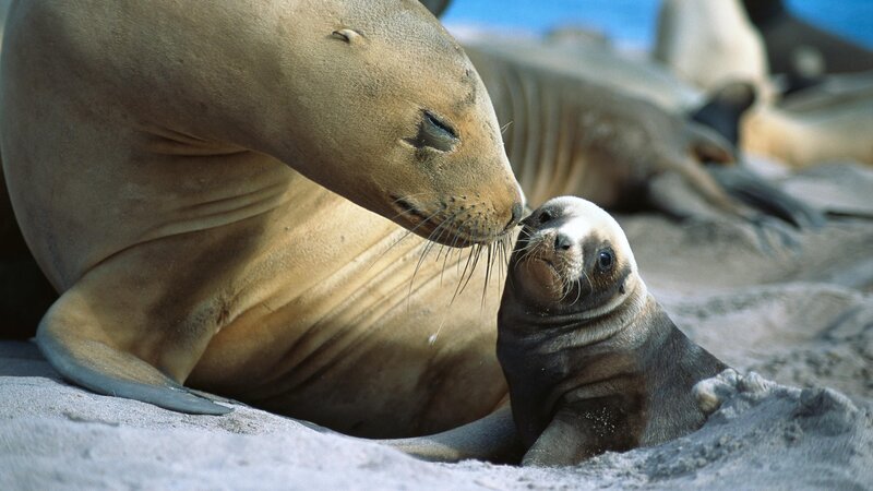Seal mother and pup on beach