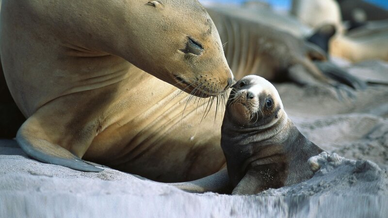 Seal mother and pup on beach