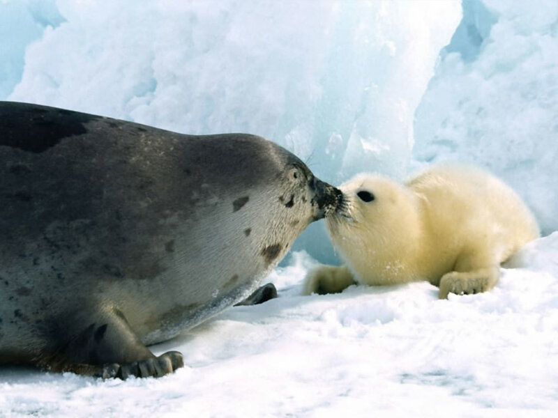 Seal mother and pup on ice
