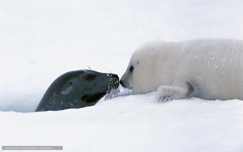 Seal mother and pup on ice