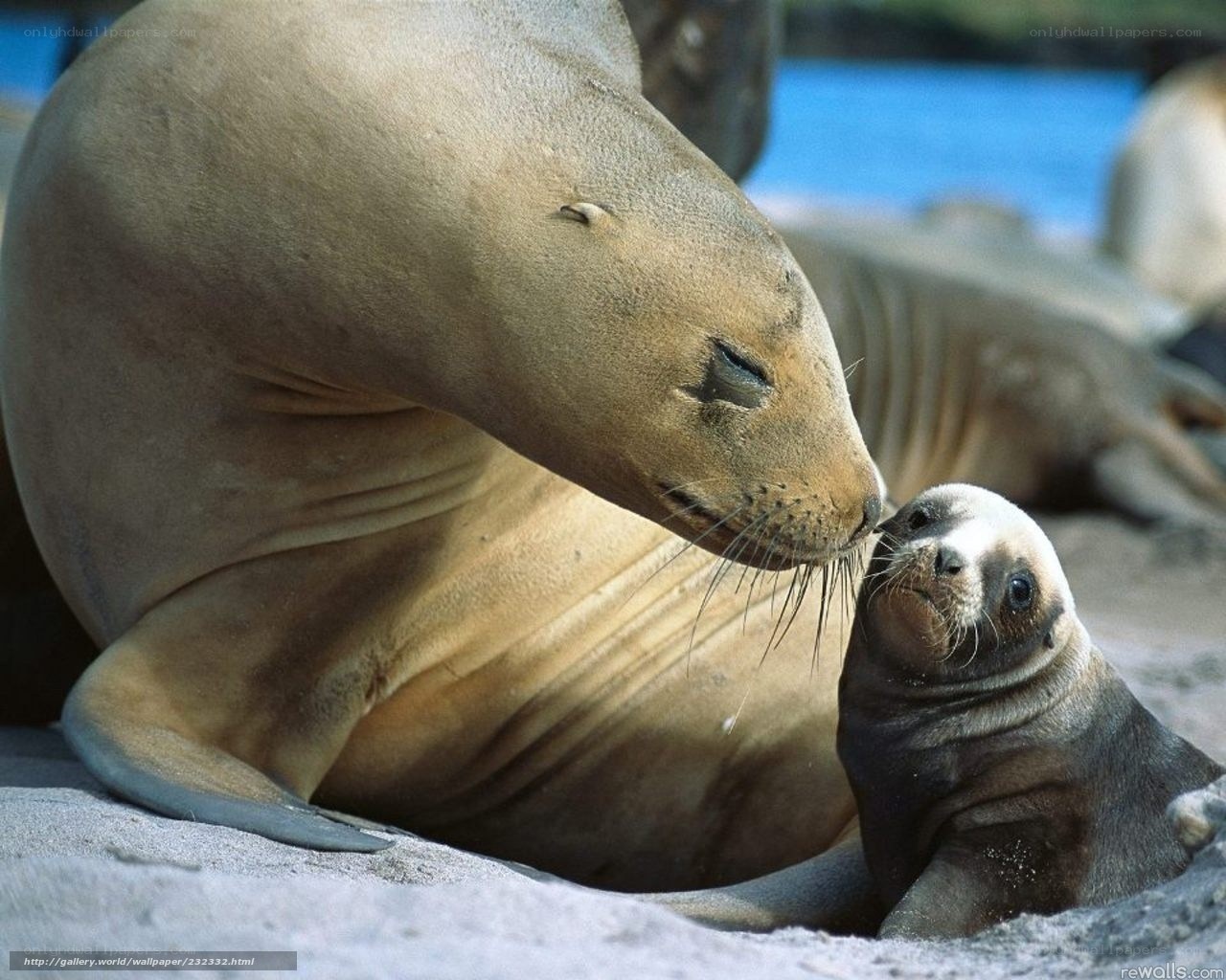 Seal mother and pup