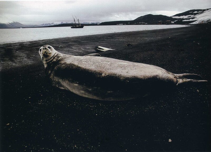 Seal on a black sand beach
