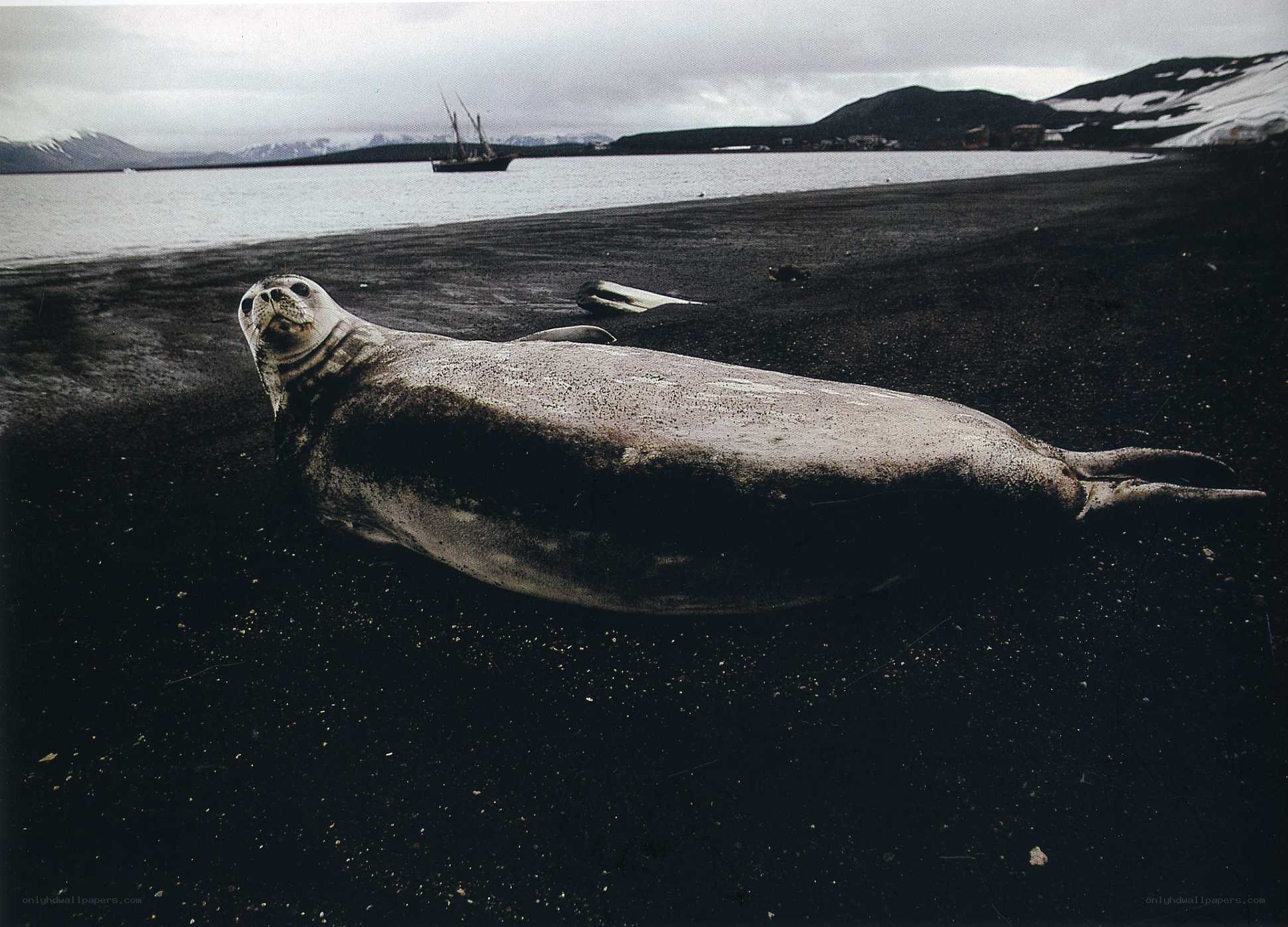 Seal on a black sand beach