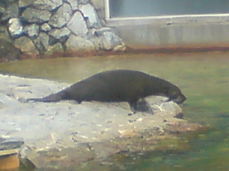 seal on a rock