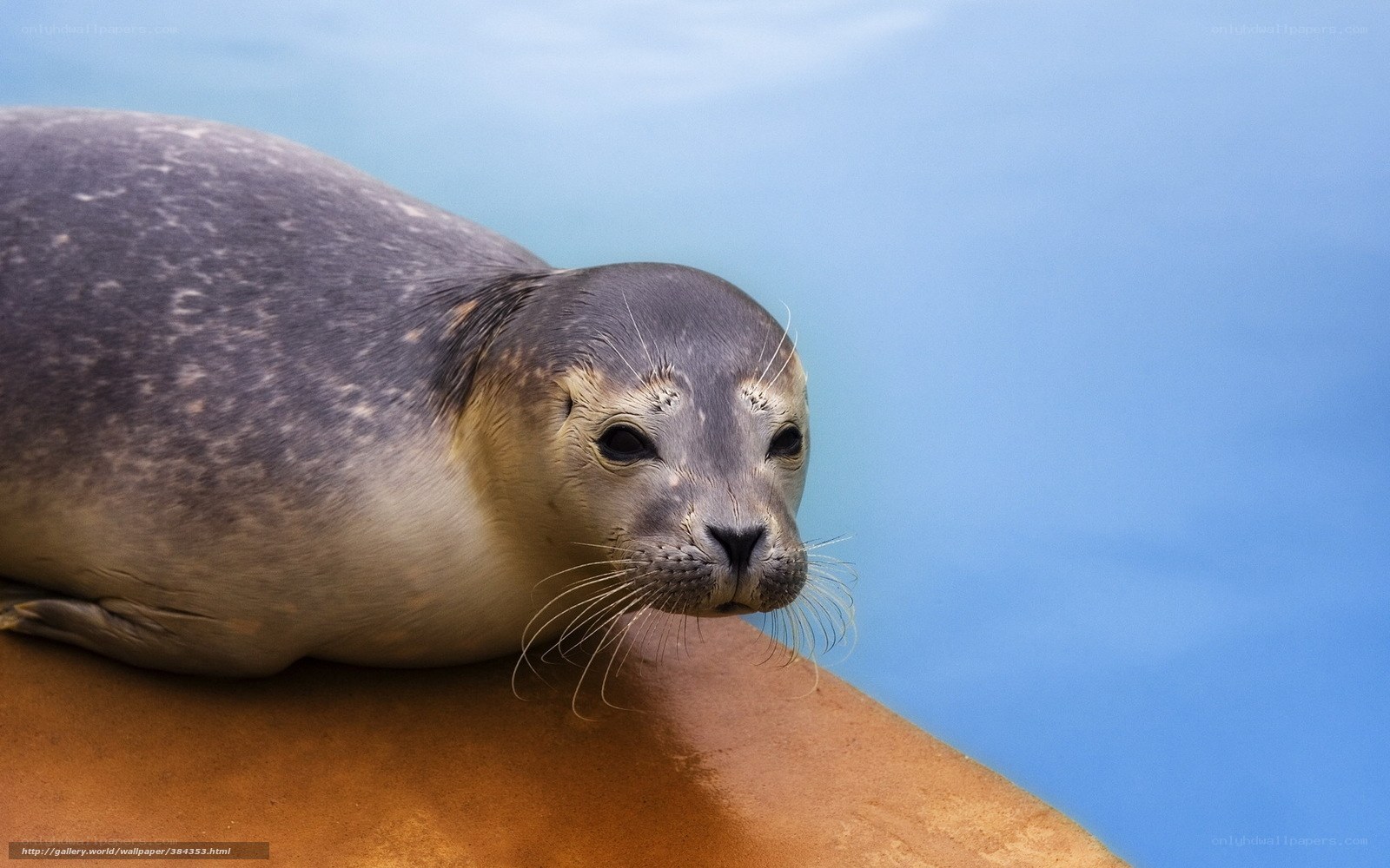 seal on a rock