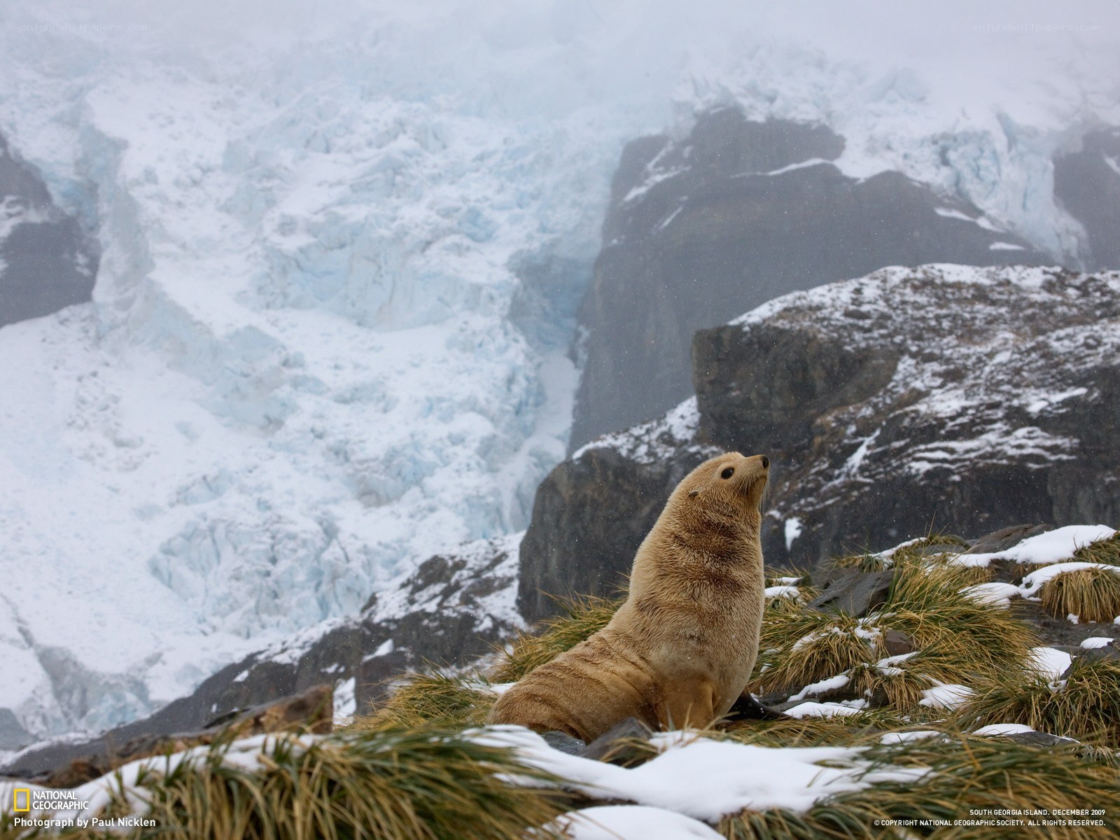 Seal on a snowy cliff