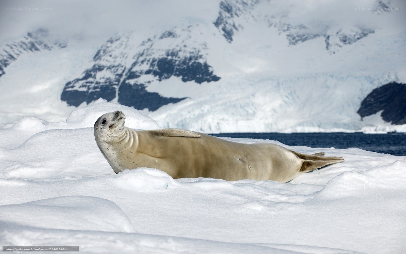 Seal on Antarctic ice