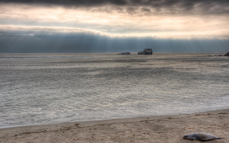Seal on beach at sunset