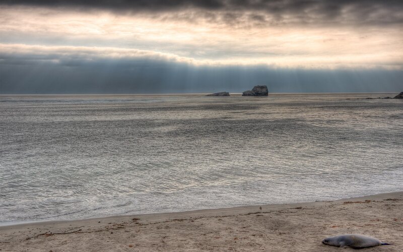 Seal on beach at sunset