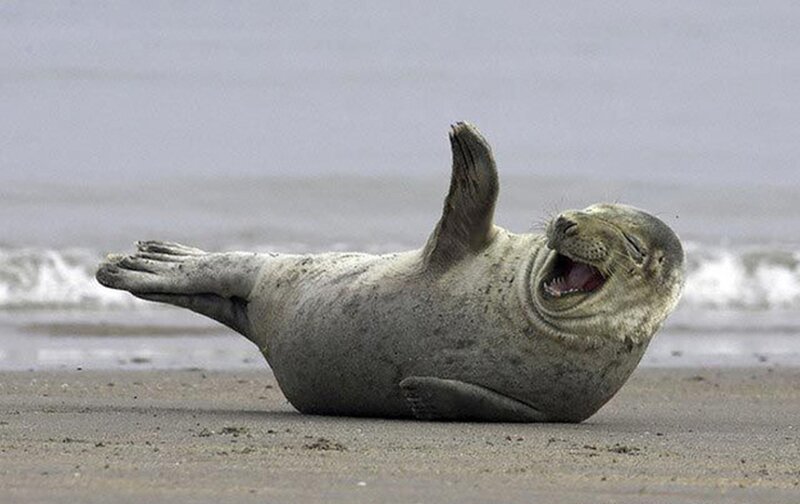 Seal on Beach — Gray, Playful