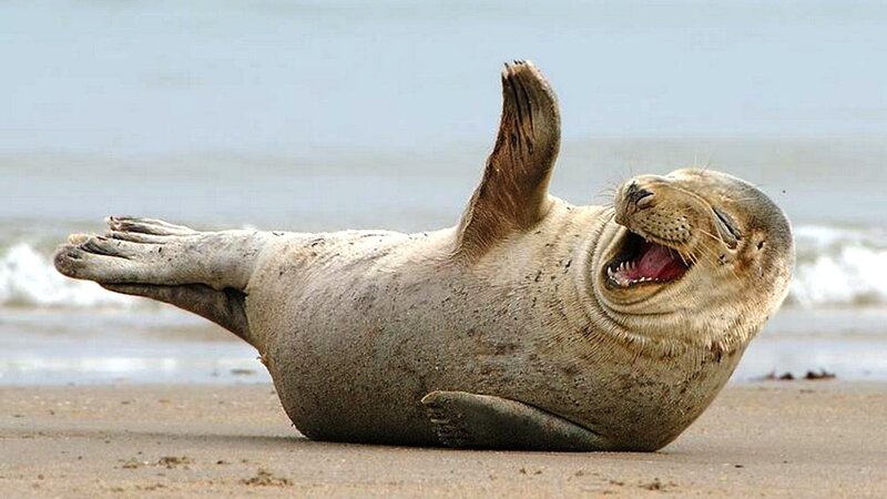 Seal on Beach