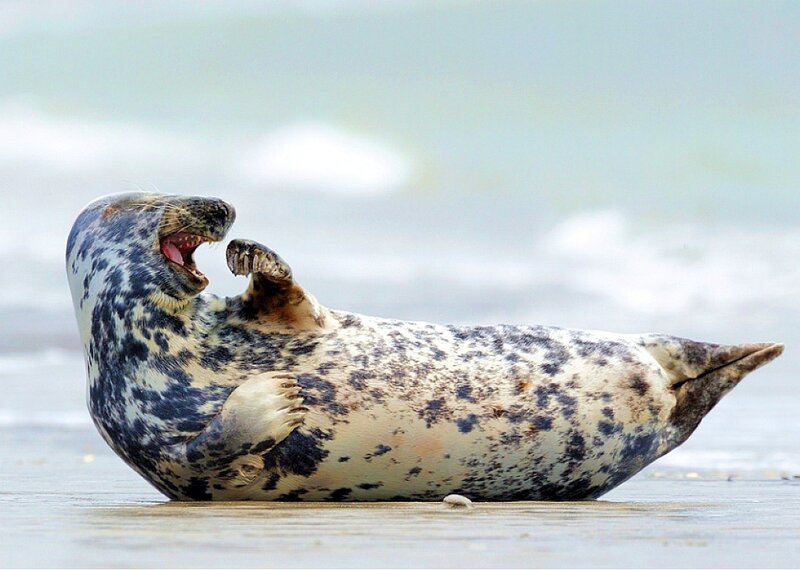 seal on beach yawning