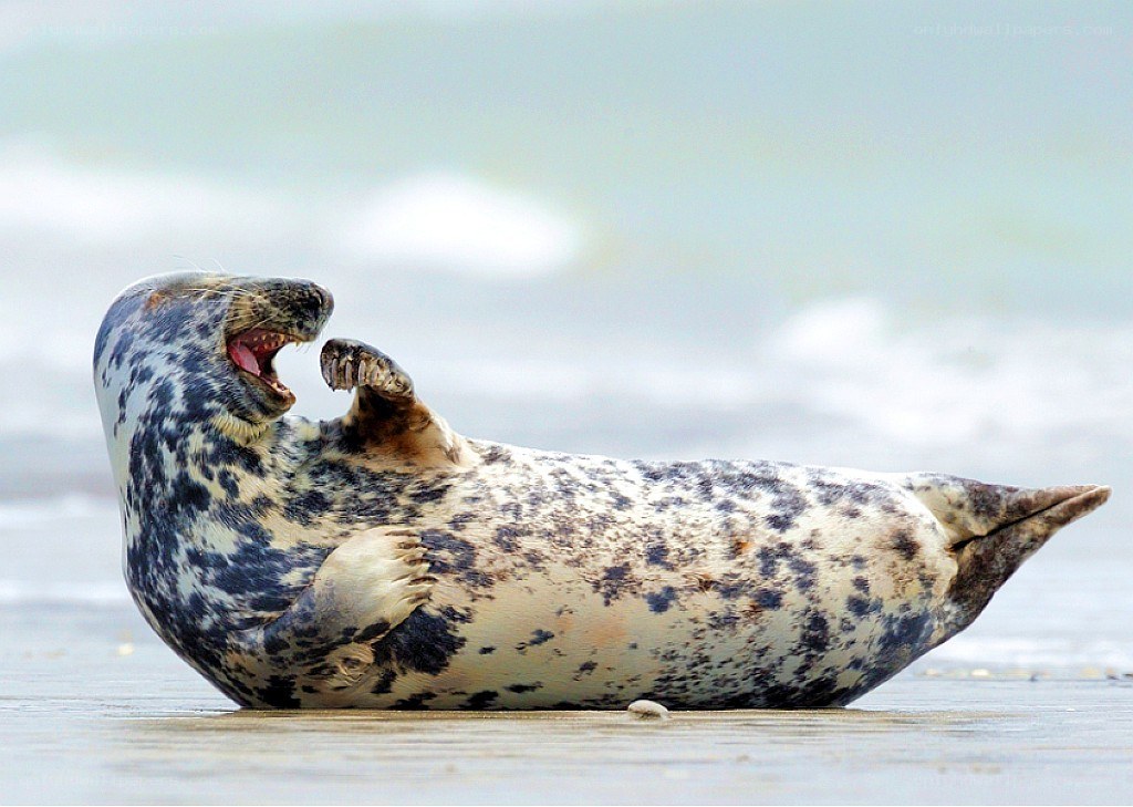 seal on beach yawning
