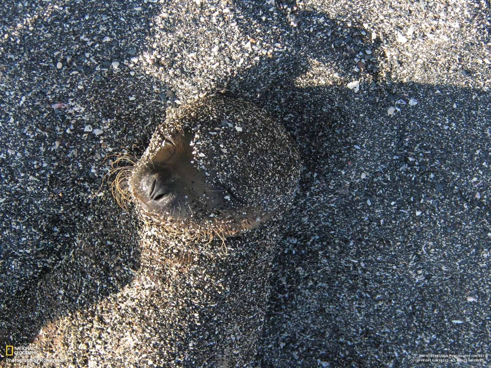 Seal on black sand